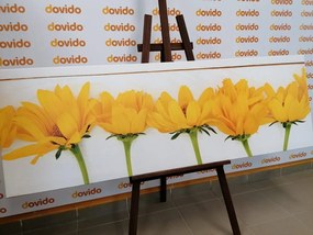 Quadro su tela – Fiori gialli stupendi