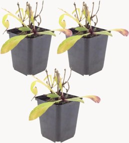 Set di 3 piante vere Sneezeweed Helenium Moerheim Beauty