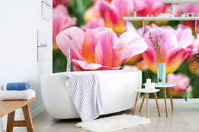 Carta da parati – Prato di tulipani rosa