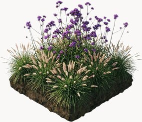 Set di 9 piante vere Bedding Plants Stella Perennial