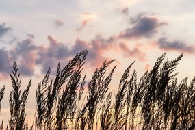 Stampa su tela – Steli di erba di campo