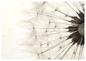 Fotomurale  White Dandelion  Colore Grigio, Dimensioni e Misure 100x70