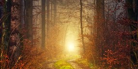 Stampa su tela – Luce nella foresta