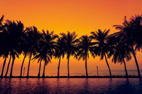 Carta da parati autoadesiva – Tramonto sulle palme