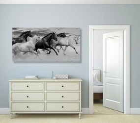 Quadro su tela – Branco di cavalli in bianco e nero