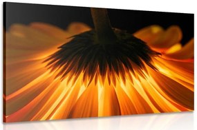 Stampa su tela – Gerbera su sfondo scuro
