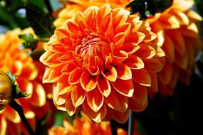Carta da parati – Dalia arancione