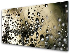 Quadro vetro acrilico Pianta di tarassaco 100x50 cm