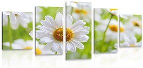Quadri 5 pezzi – Prato primaverile pieno di fiori