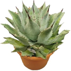 Pianta da interno AGAVE POTATORUM - VASO DIAM.CM. 35