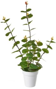 Eucalipto artificiale - Casa Selección