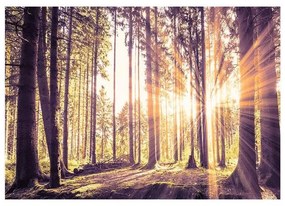 Fotomurale adesivo Forest Afternoon