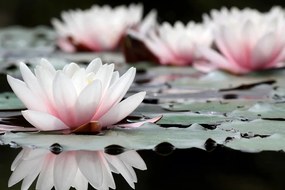 Quadro su tela – Fiore di loto