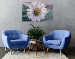 Quadro su tela – Margherita stupenda