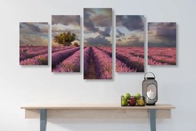 Quadri 5 pezzi – Terra dei campi di lavanda