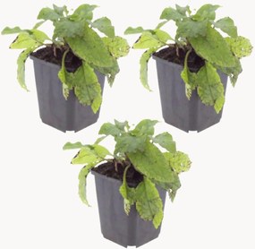 Set di 3 piante vere Comfrey Symphytum Grandiflorum