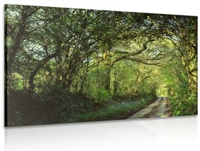Quadro su tela – Foresta da fiaba