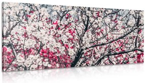 Quadro su tela – Fiori di pesco