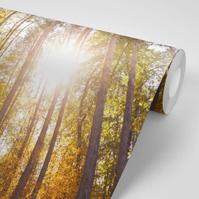 Carta da parati autoadesiva – Foresta nei colori autunnali