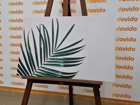 Quadro su tela – Splendido foglia di palma