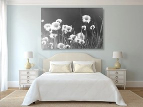 Quadro su tela – Erba di cotone in bianco e nero