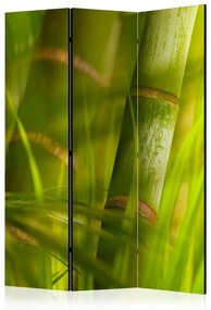 Paravento  bamboo  nature zen [Room Dividers]  Colore Verde, Dimensioni e Misure 135x172