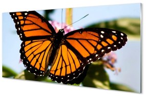 Quadro in vetro Farfalla colorata 100x50 cm
