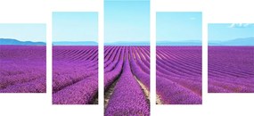 Quadri 5 pezzi – Campo di lavanda infinito