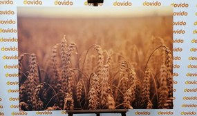Stampa su tela – Campo di grano