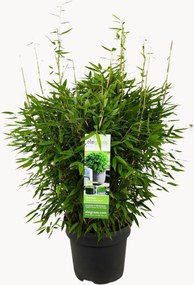 Pianta vera XL Fargesia Moontears Boobux
