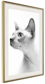 Poster  Sphinx  Cornice Quadri Cornice d'oro con passe-partout, Larghezza x Altezza Home decor 30x45