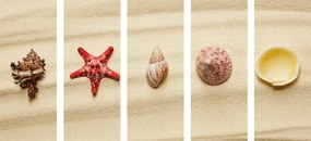 Quadri 5 pezzi – Conchiglie sulla spiaggia sabbiosa