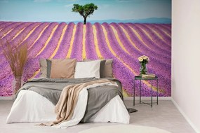 Carta da parati – Campo di lavanda provenzale