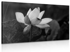 Stampa su tela – Fiore di loto delicato in bianco e nero