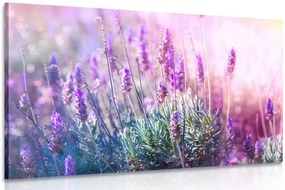 Quadro su tela – Fiori magici di lavanda
