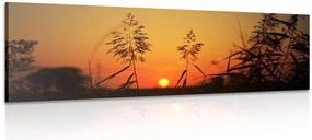 Stampa su tela – Steli d'erba al tramonto