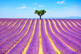 Carta da parati – Campo di lavanda provenzale