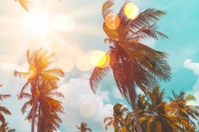 Stampa su tela – Raggi di sole tra le palme
