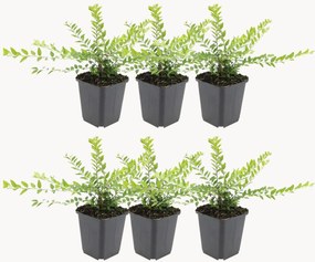 Set di 6 piante vere Honeysuckle Lonicera nitida Maigrün