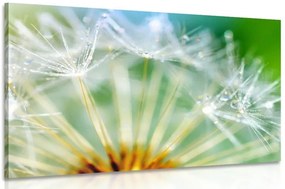 Stampa su tela – Dettaglio stupendo di soffione