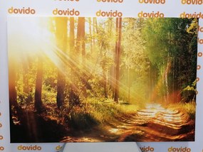 Quadro su tela – Raggi di sole nella foresta