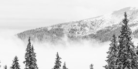 Quadro su tela – Alberi di pino innevati in bianco e nero