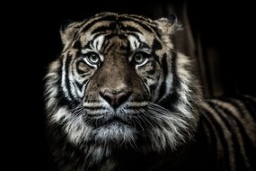 Stampa su tela – Tigre
