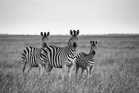 Carta da parati autoadesiva – Tre zebre in bianco e nero nella savana