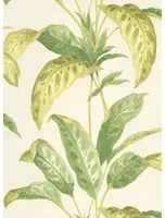 Paint & Paper Library Carta da parati Tropicane - Chelsea Green