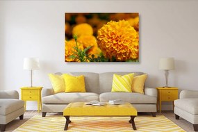 Quadro su tela – Calendula azteca