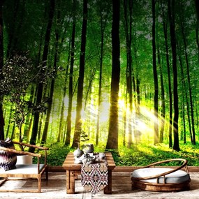 Carta da parati – Freschezza della foresta