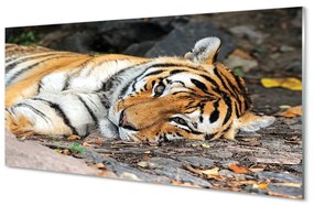 Quadro in vetro Tigre bugiarda 100x50 cm