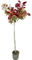 Pianta di PHOTINIA RED ROBIN alberello FOGLIA ROSSA h120cm VASO 18 FOTO REALE