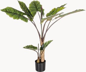 Set di 2 piante artificiali Dieffenbachia
